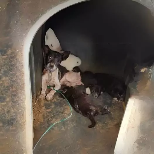 The rescue team was in tears when they saw this dog family being cruelly abandoned