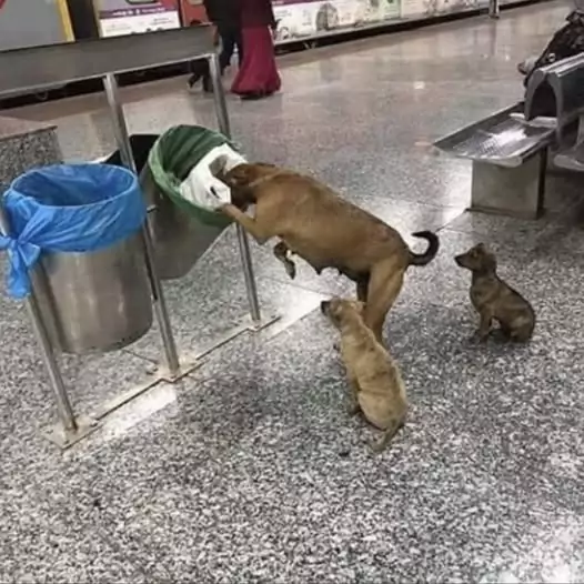 The stray mother dog is trying her best to rummage through the trash to find food for her puppies to overcome their prolonged hunger and thirst