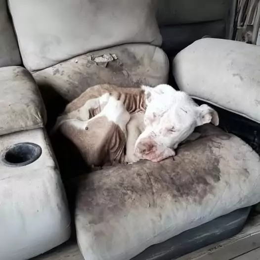 Heartbreaking to find abandoned dog curled up on old sofa of abandoned house, still waiting for owner to return